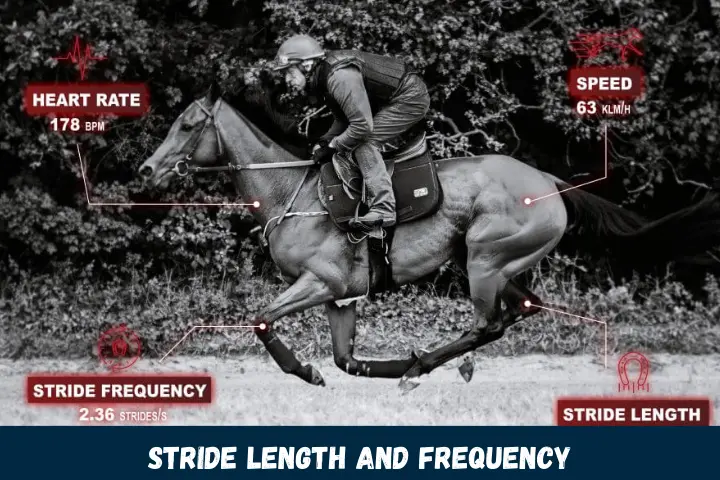 Stride Length and Frequency
