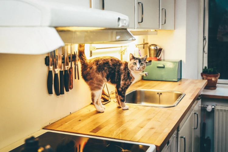 Supporting Healthy Feline Peeing Habits at Home