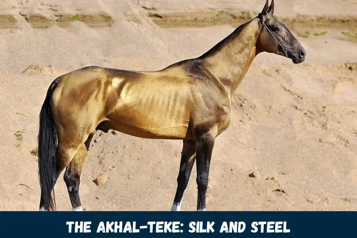 The Akhal-Teke: Silk and Steel