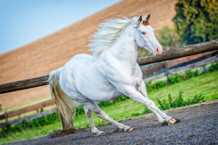 The American White Horse