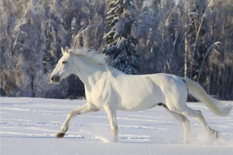 The Camarillo White Horse
