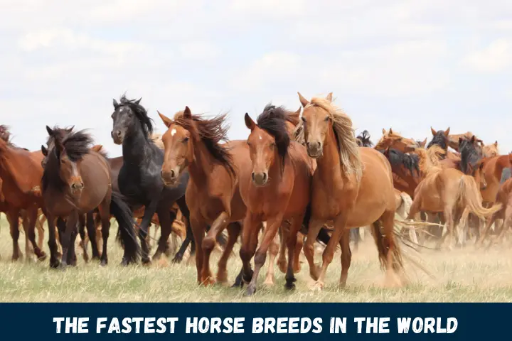 The Fastest Horse Breeds in the World