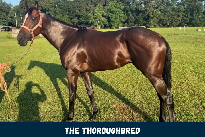 The Thoroughbred