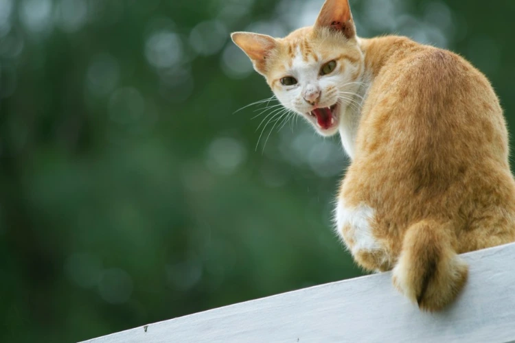 Warning Signs of Feline Urinary Troubles