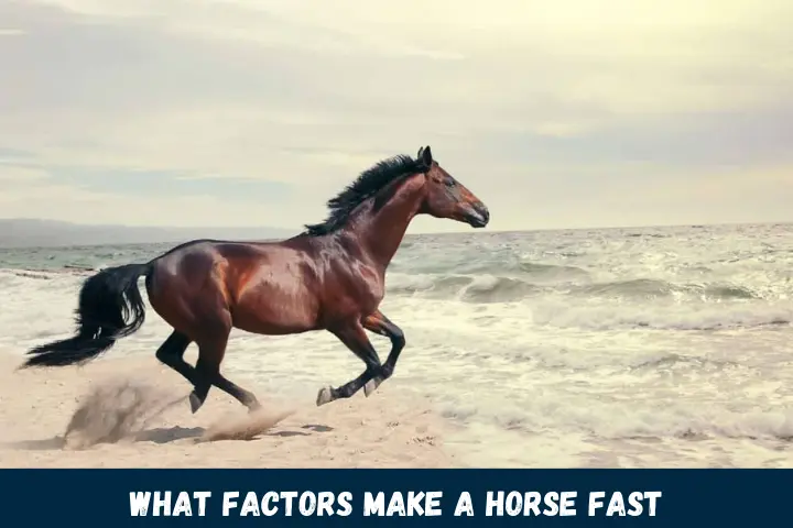 What Factors Make a Horse Fast
