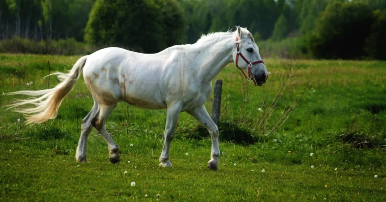 White-horse breeds